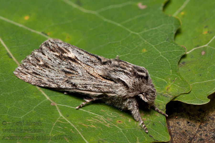 Asteroscopus sphinx