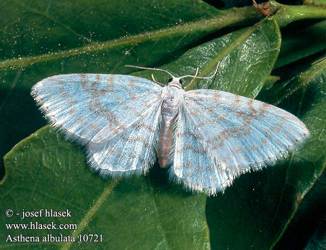 Asthena albulata candidata Brombeer-Kleinbärchen Píďalka trnková