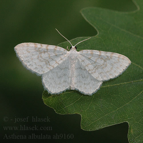 Pähkinämittari Small White Wave Astenka białka Wit spannertje