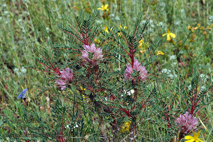 Astracantha parnassi