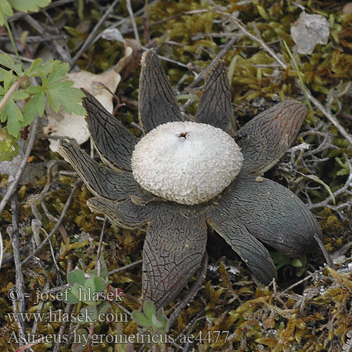 Astraeus hygrometricus Wetterstern Hygrometrische Erdstern Hvězdák vlhkoměrný Hviezdovec vlahojavný Promieniak wilgociomierz Barometer Hygroscopic Earthstar Astrée hygrométrique Etoile terre Géastre Vlagomerni zvezdež Weerhuisje ツチグリ Repedéses csillaggomba Звездчатка гигрометрическая Αστρείος υγρομετρικός Upojna zvjezdača Estrella tierra