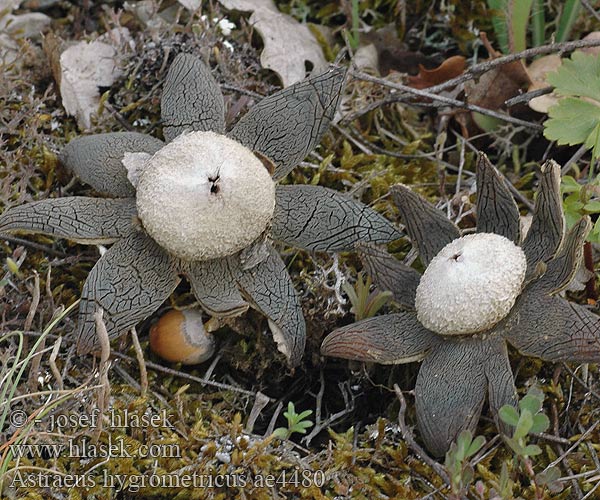 Astraeus hygrometricus Hvězdák vlhkoměrný Hviezdovec vlahojavný Promieniak wilgociomierz Barometer Hygroscopic Earthstar Astrée hygrométrique Etoile terre Géastre Vlagomerni zvezdež Weerhuisje ツチグリ Repedéses csillaggomba Звездчатка гигрометрическая Αστρείος υγρομετρικός Upojna zvjezdača Estrella tierra Wetterstern Hygrometrische Erdstern