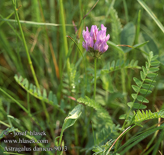 Astragalus danicus Purple milk-vetch Kozinec dánský Dansk Astragel