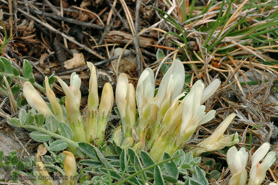 Astragalus depressus