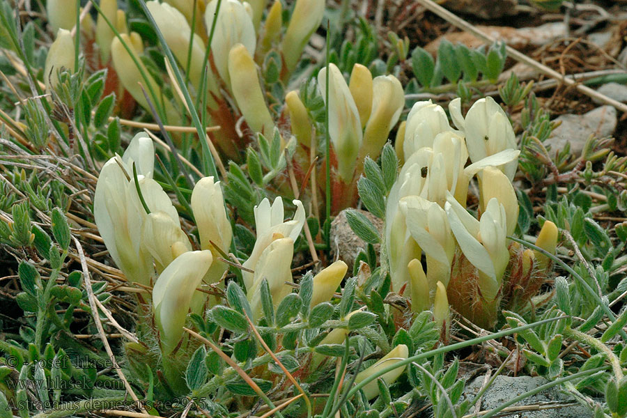 Astragalus depressus