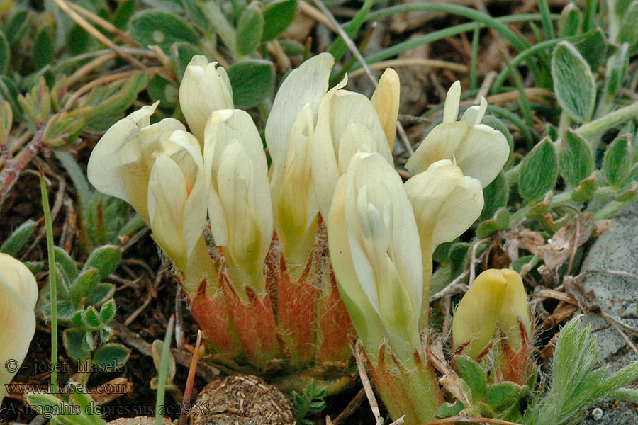 Astragalus depressus