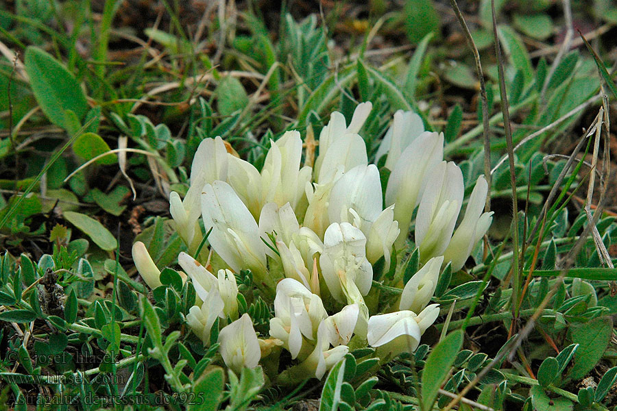 Astragalus depressus