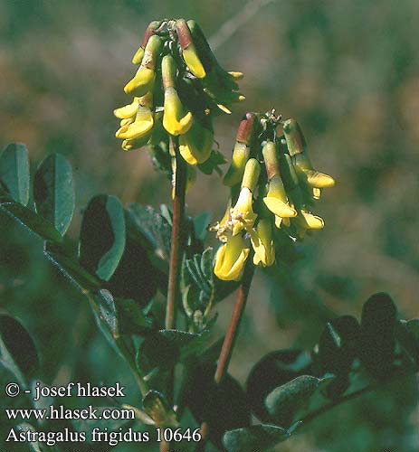 Astragalus frigidus americanus Gul Astragel Peuranvirna Astragalo bianco