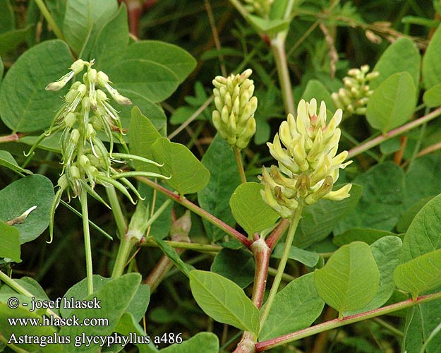 Astragalus glycyphyllus Milk vetch Sod Astragel Imeläkurjenherne