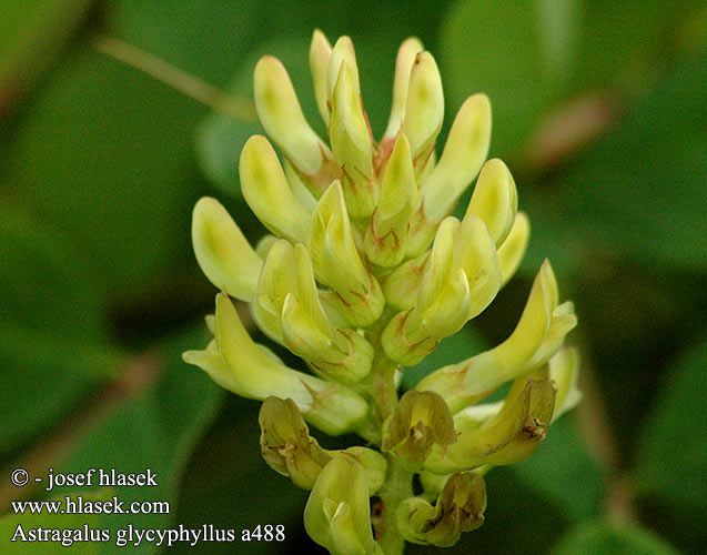 Astragalus glycyphyllus Süßer Tragant Traganek szerokolistny