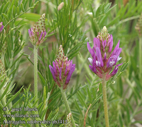 Astragalus onobrychis Kozinec vičencovitý