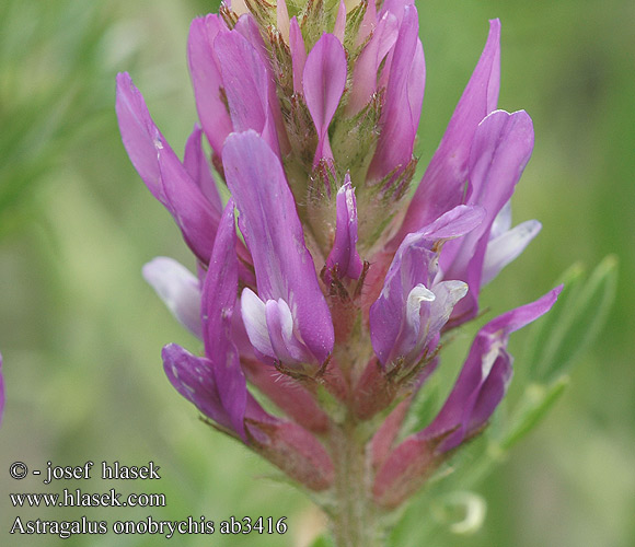 Astragalus onobrychis ab3416 CZ: kozinec vičencovitý