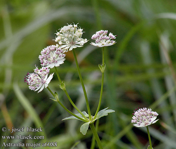 Astrantia major Jarmanka větší Große Sterndolde