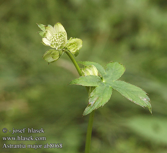 Astrantia major Great Masterwort Jarzmianka większa
