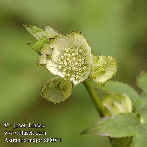 Astrantia major Grande astrance Jarmanka väčšia Isotähtiputki