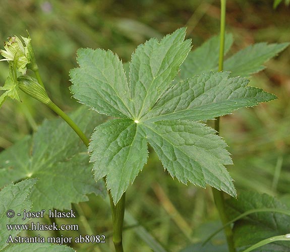 Astrantia major Stjärnflocka Völgycsillag Astranzia maggiore