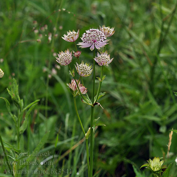 Astrantia major Астранция крупная Астранція велика