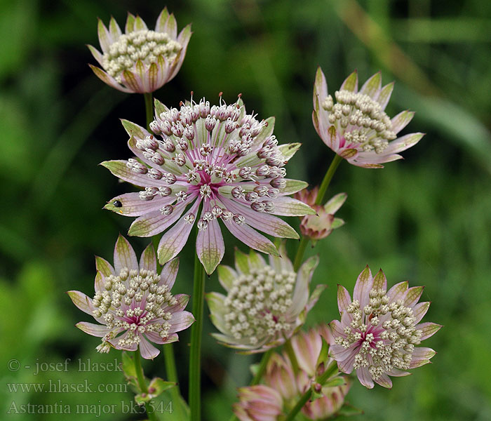 Jarmanka větší Astrantia major