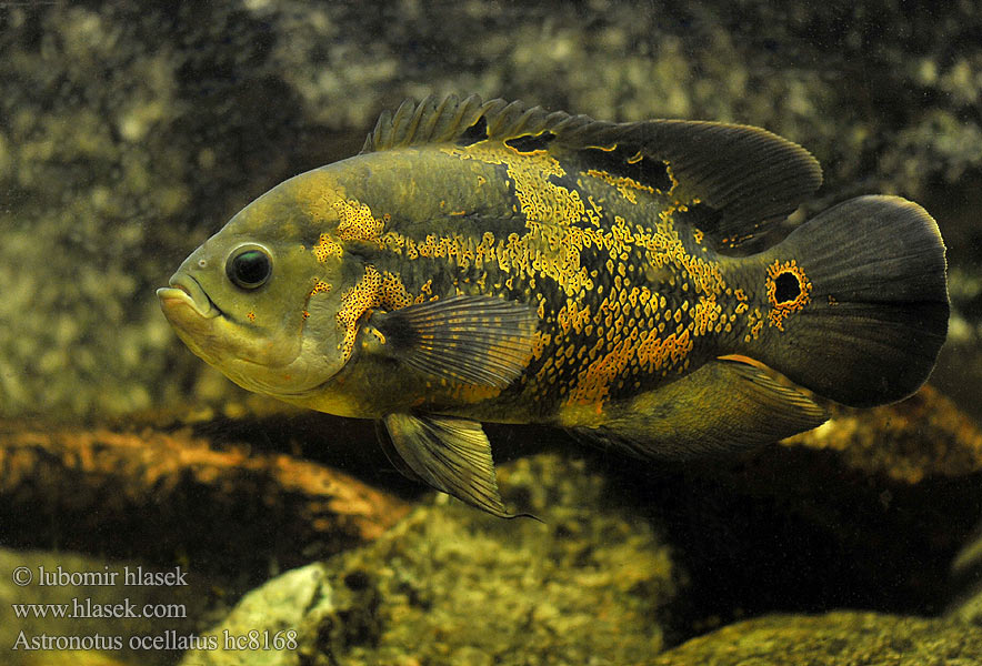 Astronotus ocellatus hc8168