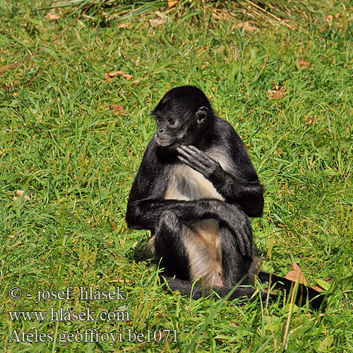 Ateles geoffroyi Geoffroy's Spider Monkey Klammeraffen