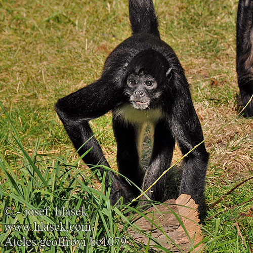 Macaco Aranha Geoffroys, Ateles Geoffroyi, Também Conhecido Como