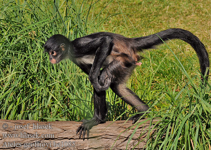 Koatos gentis Qhampu k'usillu Ateles geoffroyi Geoffroy's Spider Monkey