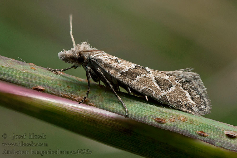 Ateliotum hungaricellum