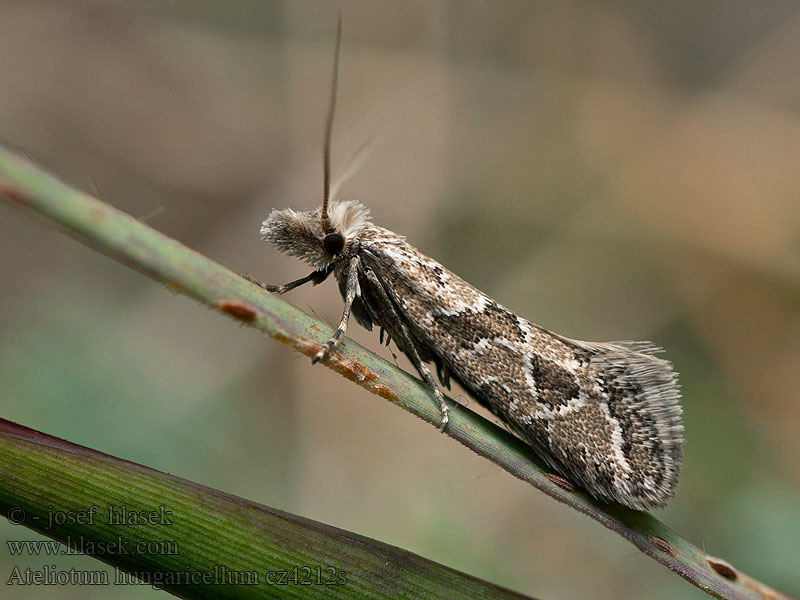 Ateliotum hungaricellum