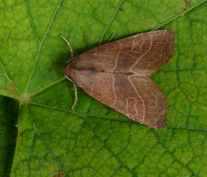 Atethmia ambusta Birnbaumeule