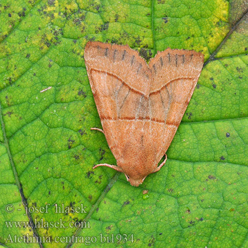 Atethmia centrago Xanthia Centre-barred Sallow Ockergelbe