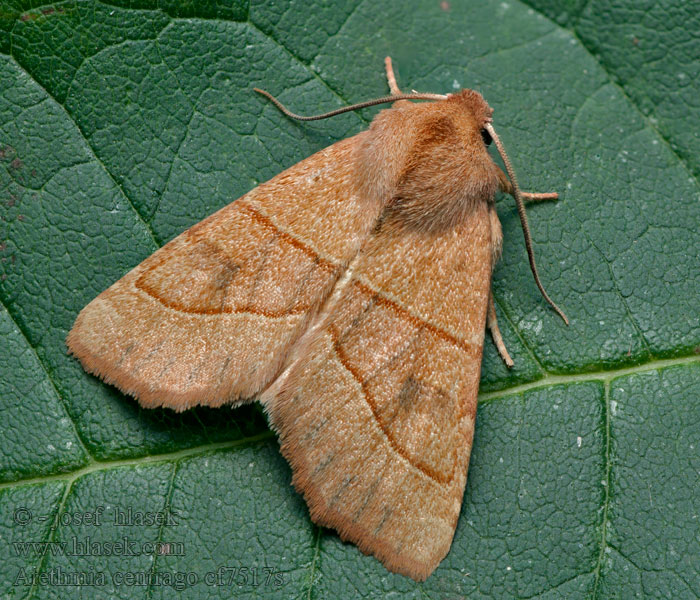 Centre-barred Sallow Atethmia centrago