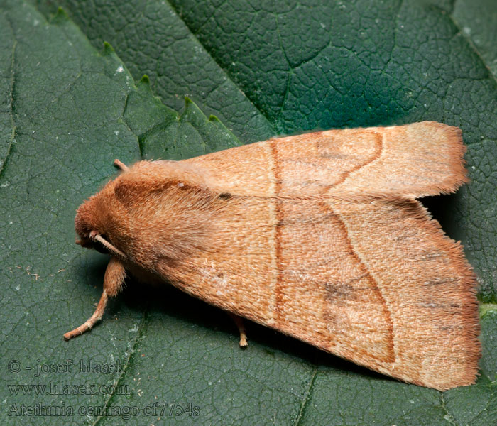 Essengouduil Atethmia centrago