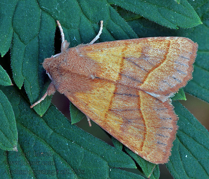 Mora jaseňová Atethmia centrago