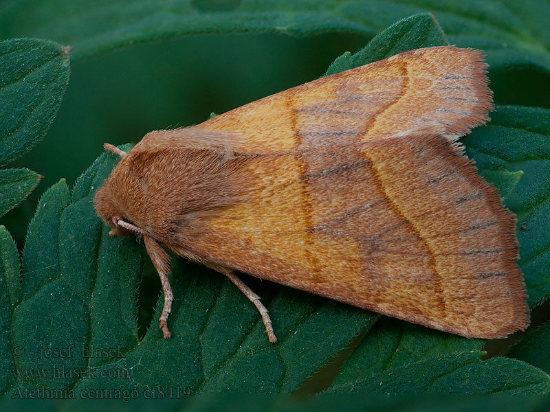 Совка центральная Atethmia centrago