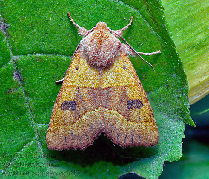 Atethmia centrago