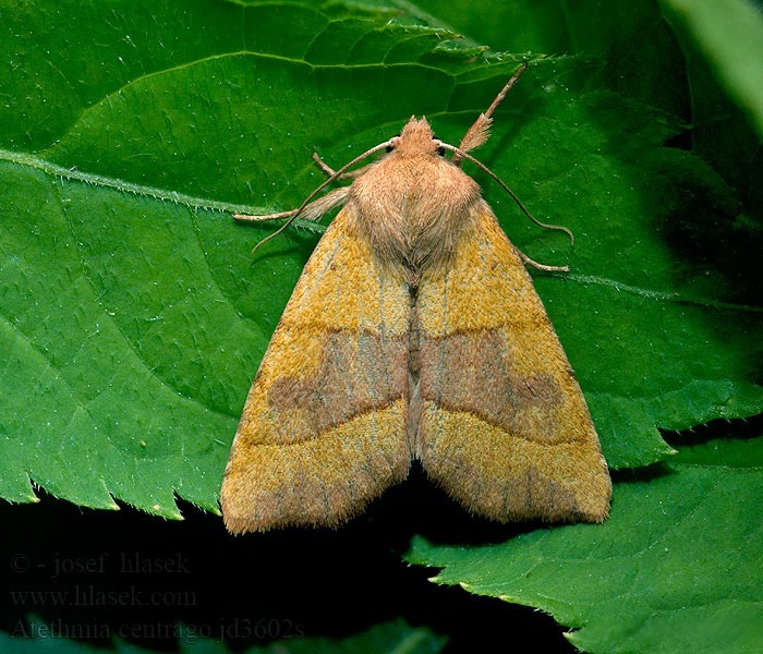 Atethmia centrago