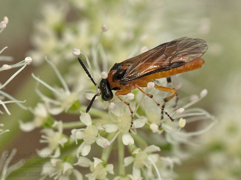 Athalia rosae Knollenbladwesp Turnip sawfly Kålbladstekel