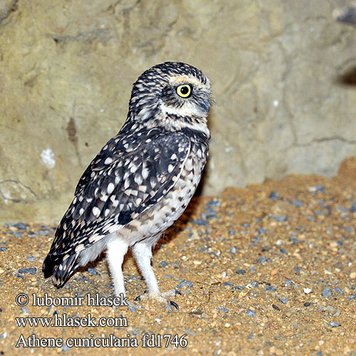 Athene cunicularia Speotyto Burrowing Owl Sýček králičí