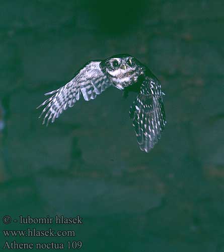 Athene noctua Little Owl Steinkauz Chevêche Athéna Mochuelo Común Mussol comú Mozolo Sýček obecný Kirkeugle Steenuil Minervanpöllö Kirkeugle Minervauggla 纵纹腹小鸮 Обыкновенный сыч Домовый コキンメフクロウ البومة الصغيرة 금눈쇠올빼미 Κουκουβάγια Mocho-galego Хатній сич Kukumav כוס Civetta Kivikakk Sowa pójdźka Kuvik plačlivý obyčajný