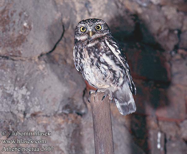 Athene noctua 2307