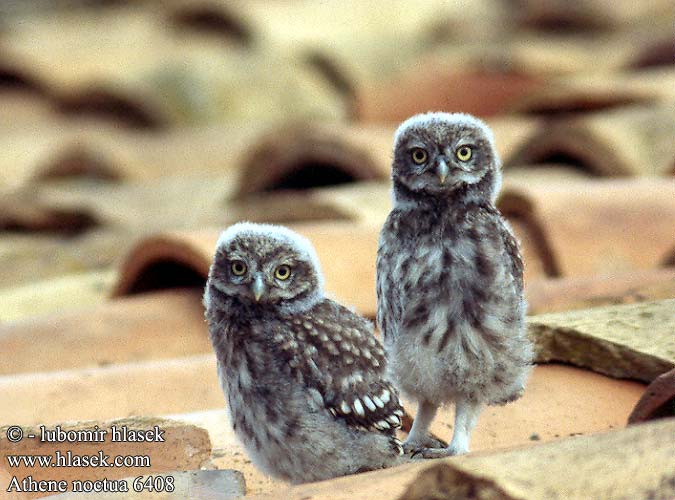 Mocho-galego Хатній сич Kukumav כוס Civetta Kivikakk Sowa pójdźka Kuvik plačlivý obyčajný Athene noctua Little Owl Steinkauz Chevêche Athéna Mochuelo Común Mussol comú Mozolo Sýček obecný Kirkeugle Steenuil Minervanpöllö Kirkeugle Minervauggla 纵纹腹小鸮 Обыкновенный сыч Домовый コキンメフクロウ البومة الصغيرة 금눈쇠올빼미 Κουκουβάγια