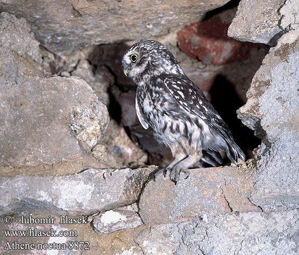 Sowa pójdźka Kuvik plačlivý obyčajný Athene noctua Little Owl Steinkauz Chevêche Athéna Mochuelo Común Mussol comú Mozolo Sýček obecný Kirkeugle Steenuil Minervanpöllö Kirkeugle Minervauggla 纵纹腹小鸮 Обыкновенный сыч Домовый コキンメフクロウ البومة الصغيرة 금눈쇠올빼미 Κουκουβάγια Mocho-galego Хатній сич Kukumav כוס Civetta Kivikakk