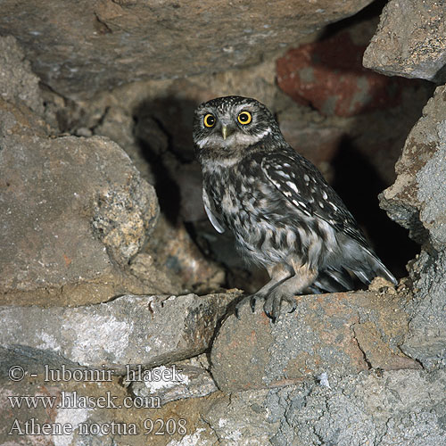 Little Owl Steinkauz Chevêche Athéna Mochuelo Común Mussol comú Mozolo Sýček obecný Kirkeugle Steenuil Minervanpöllö Kirkeugle Minervauggla 纵纹腹小鸮 Обыкновенный сыч Домовый コキンメフクロウ البومة الصغيرة 금눈쇠올빼미 Κουκουβάγια Mocho-galego Хатній сич Kukumav כוס Civetta Kivikakk Sowa pójdźka Kuvik plačlivý obyčajný Athene noctua