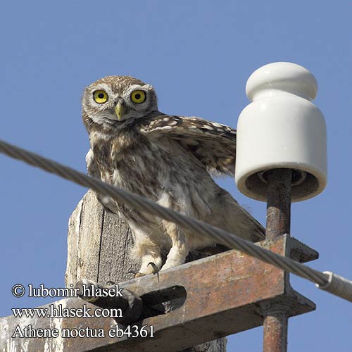 Athene noctua 纵纹腹小鸮 додовый сыч コキンメフクロウ البومة الصغيرة 금눈쇠올빼미 Κουκουβάγια Mocho-galego Хатній сич Kukumav כוס Little Owl Steinkauz Chevêche d'Athéna Mochuelo Común Sýček obecný Kirkeugle Steenuil Minervanpöllö Kirkeugle Minervauggla Mussol comú Mozolo