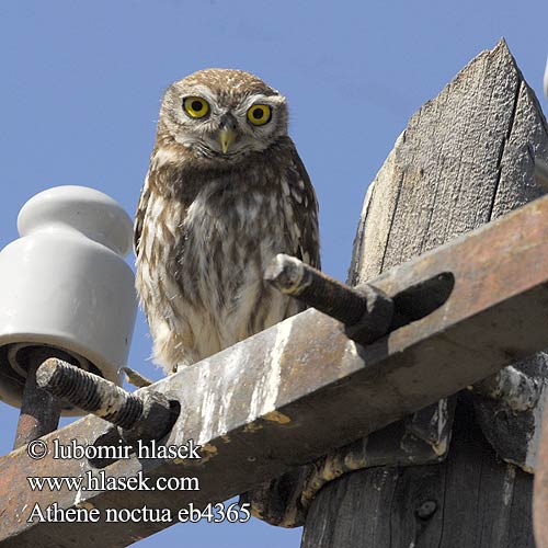 Athene noctua 금눈쇠올빼미 Κουκουβάγια Mocho-galego Хатній сич Kukumav כוס Little Owl Steinkauz Chevêche d'Athéna Mochuelo Común Sýček obecný Kirkeugle Steenuil Minervanpöllö Kirkeugle Minervauggla Mussol comú Mozolo 纵纹腹小鸮 додовый сыч コキンメフクロウ البومة الصغيرة