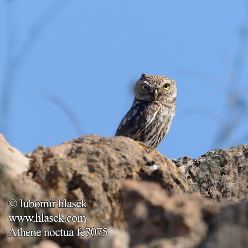 Kukumav כוס Little Owl Steinkauz Chevêche d'Athéna Mochuelo Común Sýček obecný Kirkeugle Steenuil Minervanpöllö Kirkeugle Minervauggla Mussol comú Mozolo 纵纹腹小鸮 додовый сыч コキンメフクロウ البومة الصغيرة Athene noctua 금눈쇠올빼미 Κουκουβάγια Mocho-galego Хатній сич