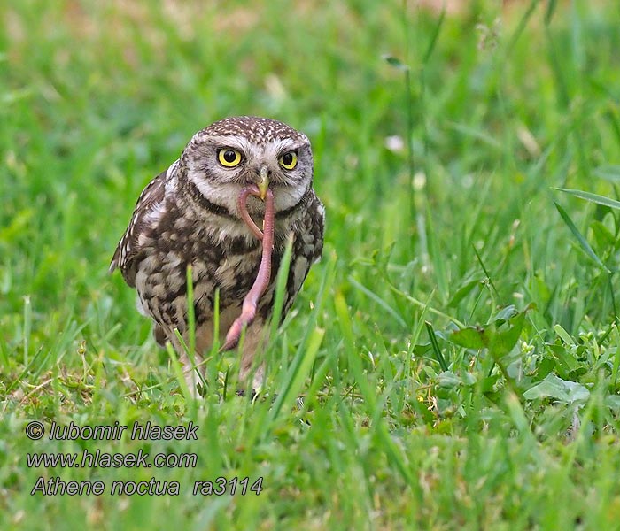 Athene noctua Sýček obecný