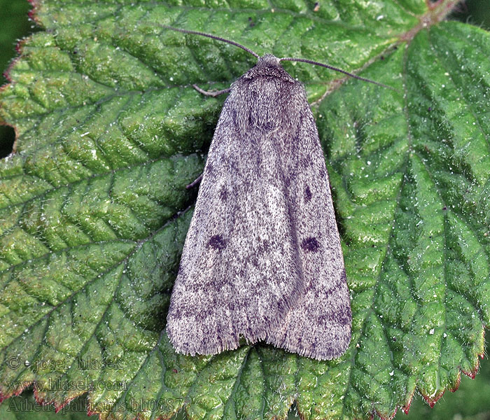 Athetis pallustris Blýskavka bahenní Graue Sumpfeule Marsh moth