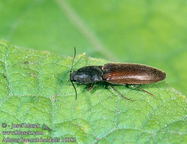 Athous haemorrhoidalis 10082