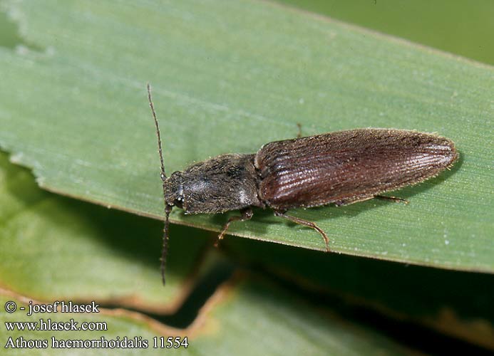 Athous haemorrhoidalis 11554